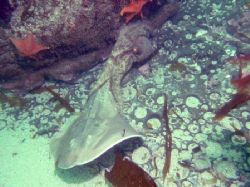 "The Fight" taken Oct 2004 Talcot Schoals Channel Islands... by Joe Rodriguez 
